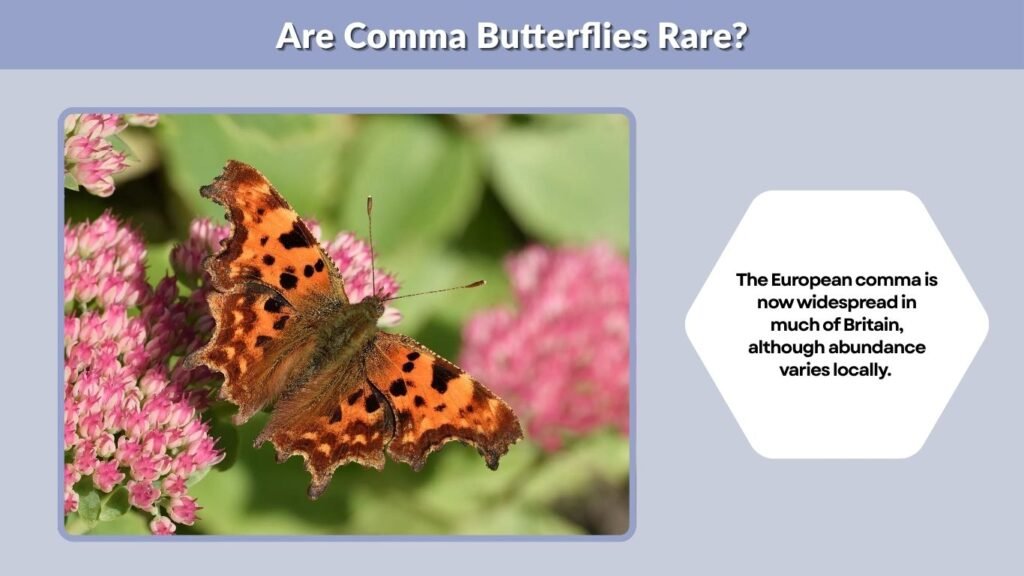 Are Comma Butterflies Rare?