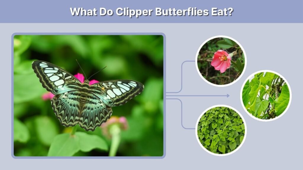 What Do Clipper Butterflies Eat?