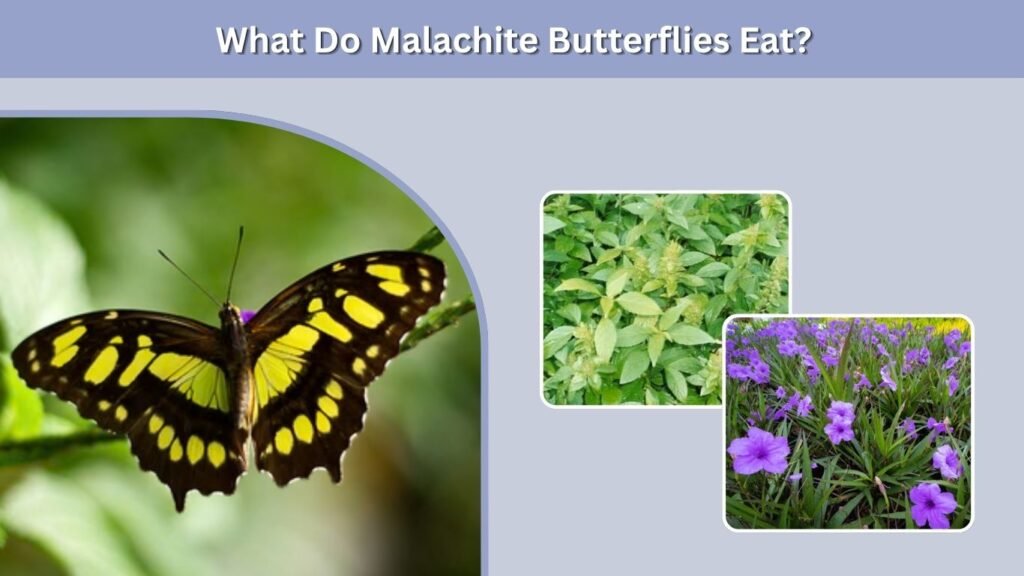 What Do Malachite Butterflies Eat?