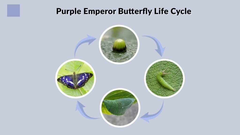 Purple Emperor Butterfly Life Cycle