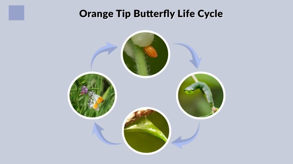 Orange Tip Butterfly Life Cycle