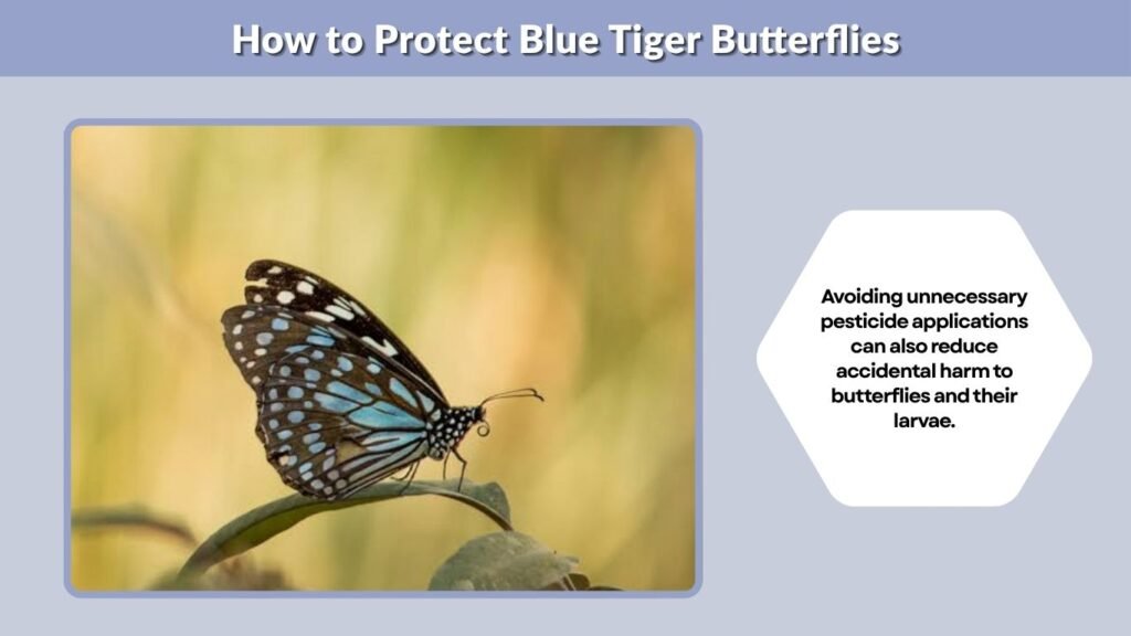 How to Protect Blue Tiger Butterflies