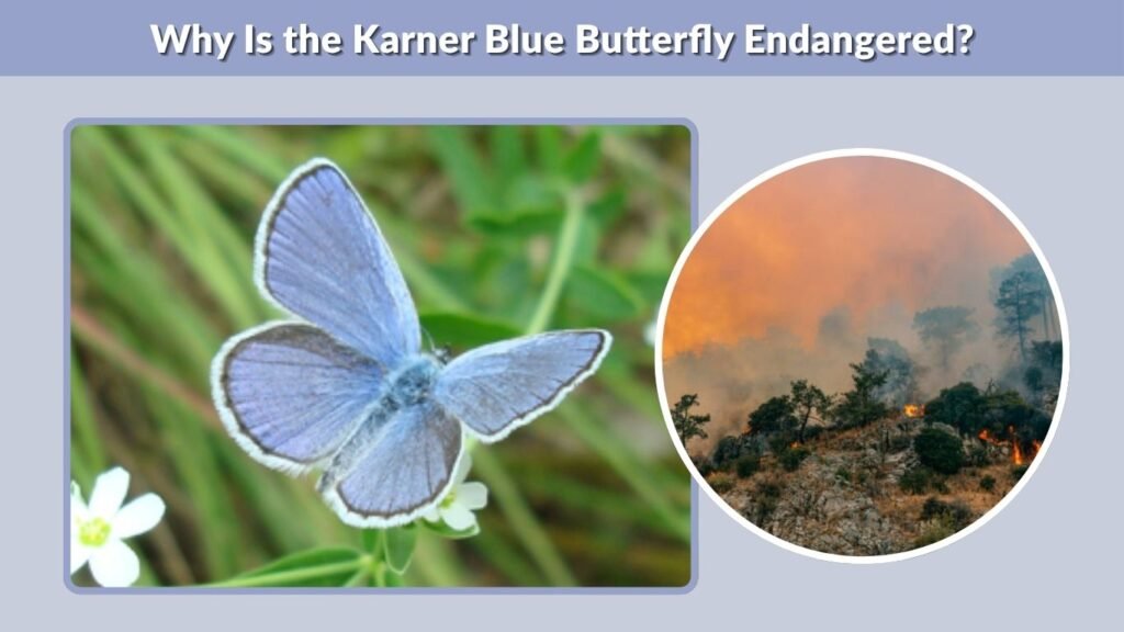 Why Is the Karner Blue Butterfly Endangered?
