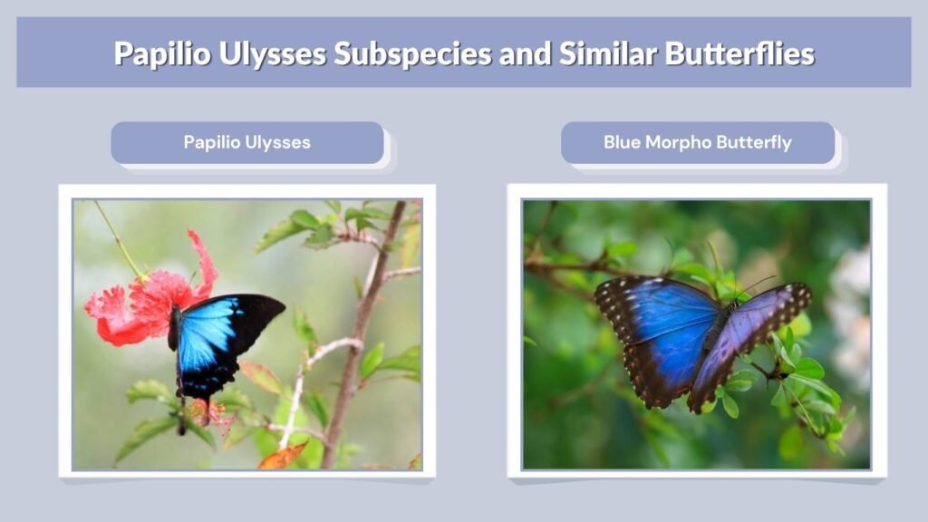 Papilio Ulysses Subspecies and Similar Butterflies