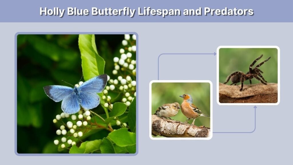 Holly Blue Butterfly Lifespan and Predators