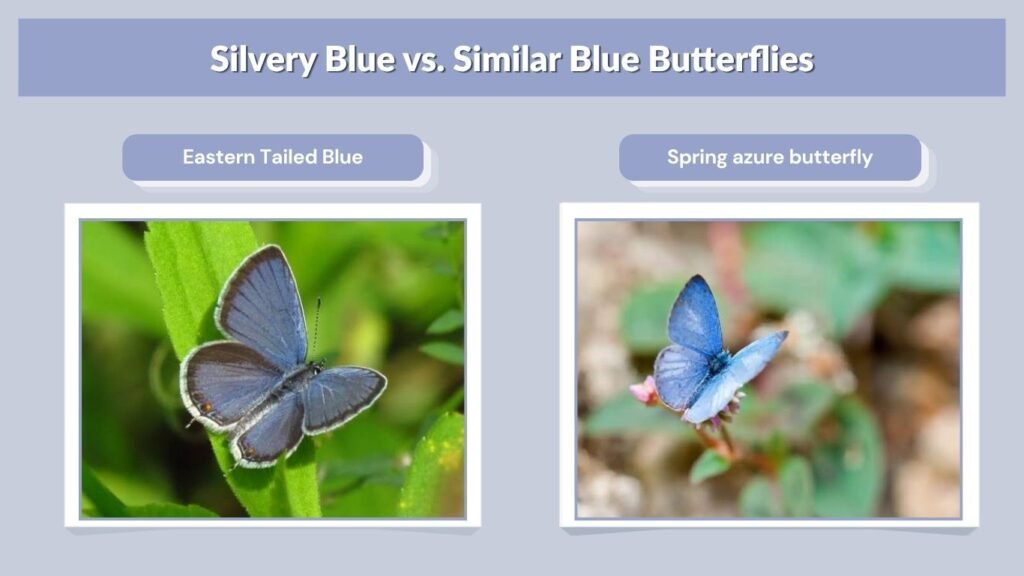 Silvery Blue vs. Similar Blue Butterflies