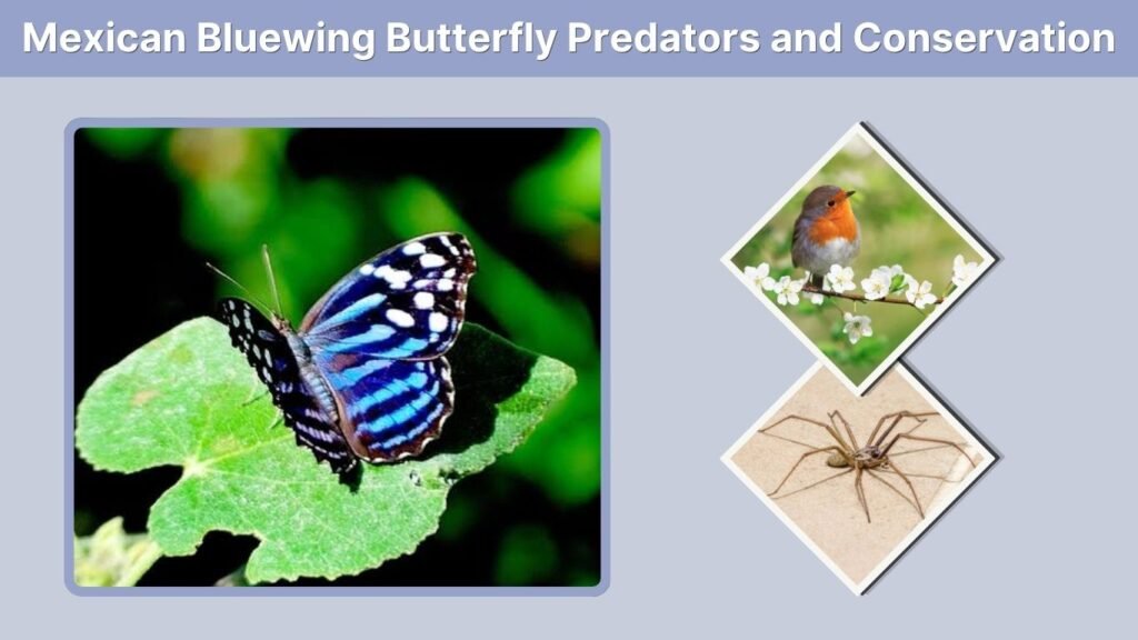 Mexican Bluewing Butterfly Predators and Conservation