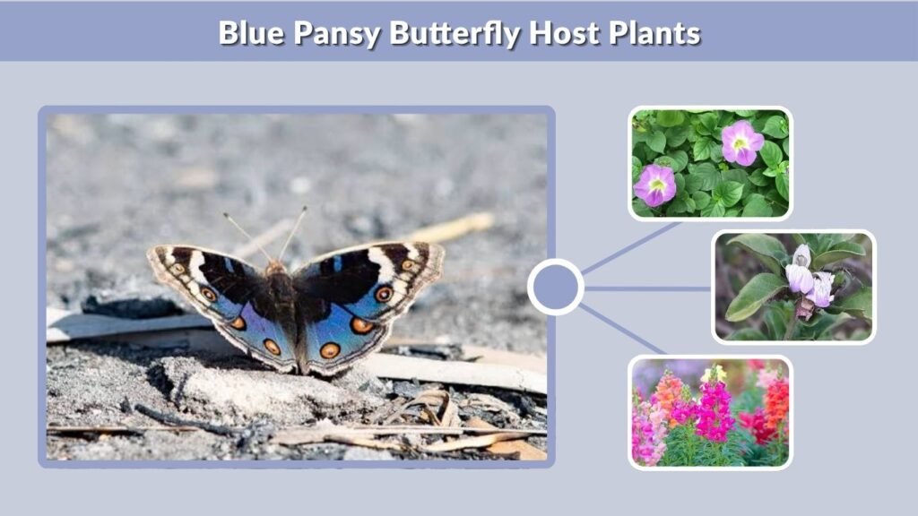 Blue Pansy Butterfly Host Plants