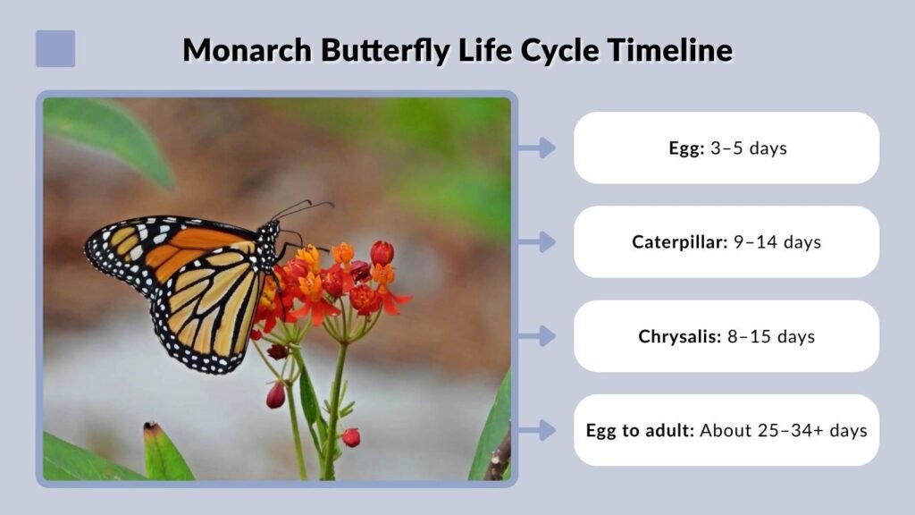 Monarch Butterfly Life Cycle Timeline
