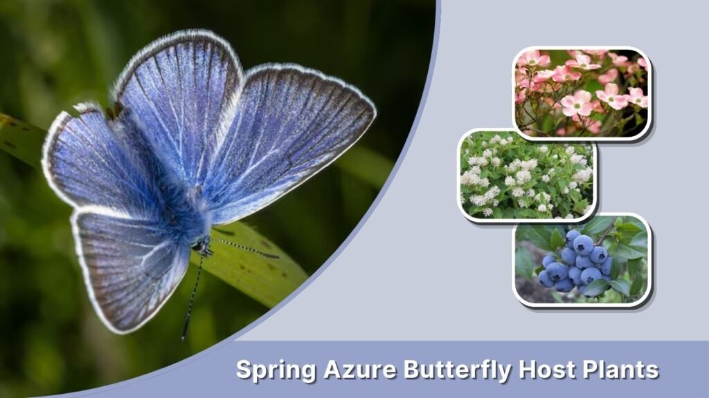 Spring Azure Butterfly Host Plants