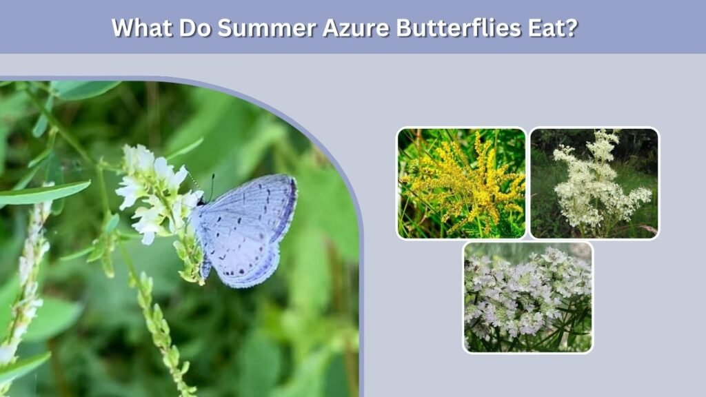 What Do Summer Azure Butterflies Eat?