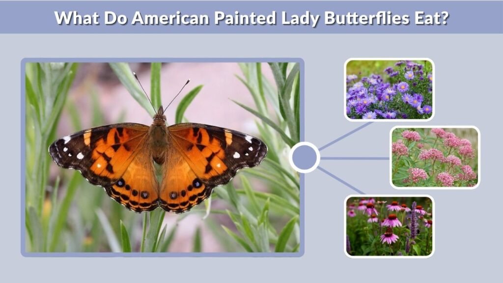 What Do American Painted Lady Butterflies Eat?