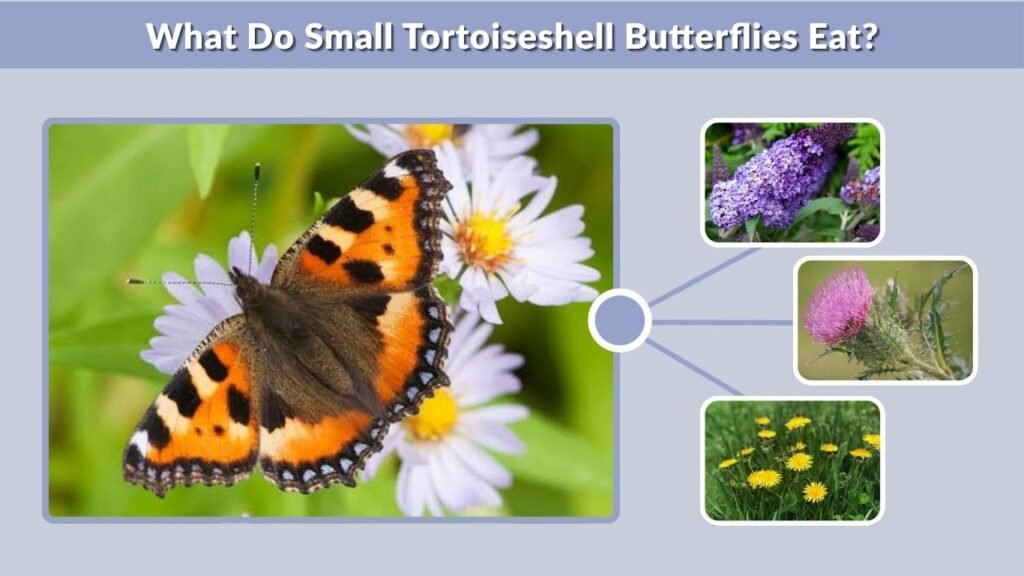What Do Small Tortoiseshell Butterflies Eat?