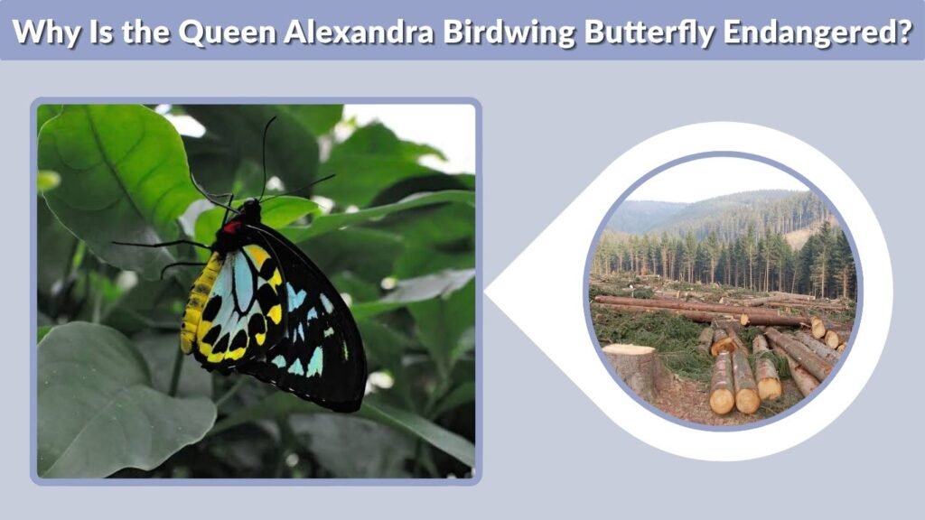 Why Is the Queen Alexandra Birdwing Butterfly Endangered?