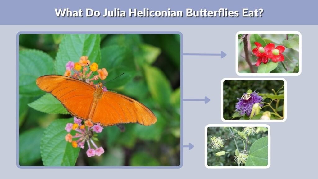 What Do Julia Heliconian Butterflies Eat?