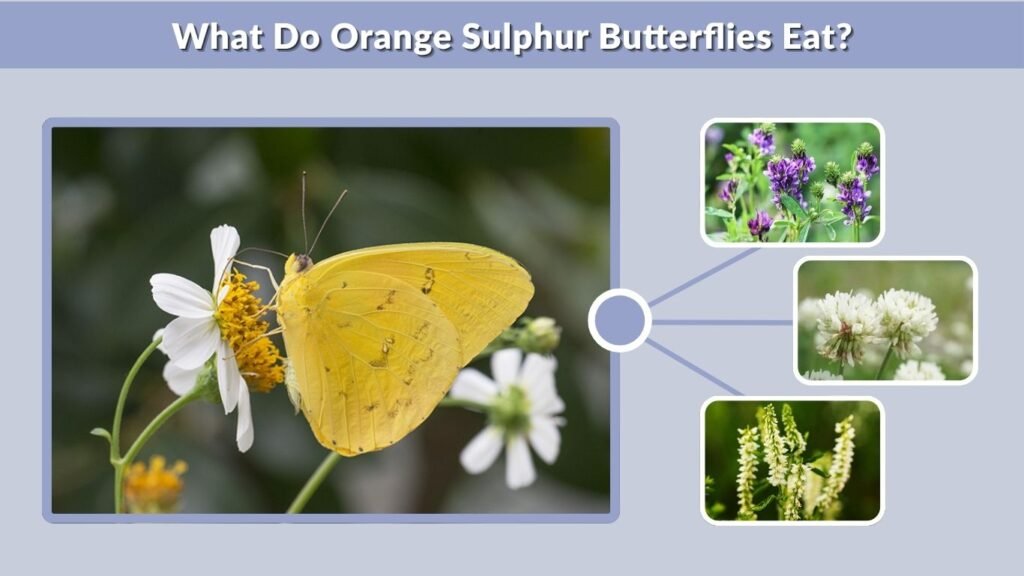 What Do Orange Sulphur Butterflies Eat?