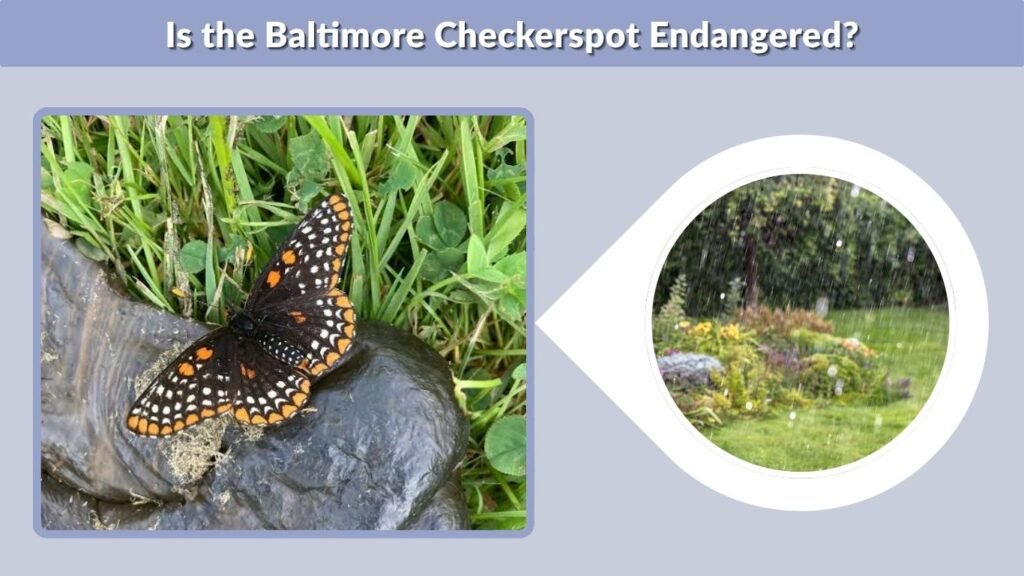 Is the Baltimore Checkerspot Endangered?