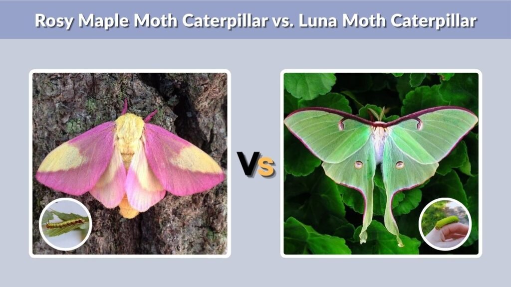 Rosy Maple Moth Caterpillar vs. Luna Moth Caterpillar