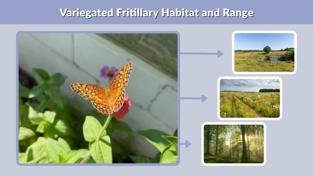 Variegated Fritillary Habitat and Range