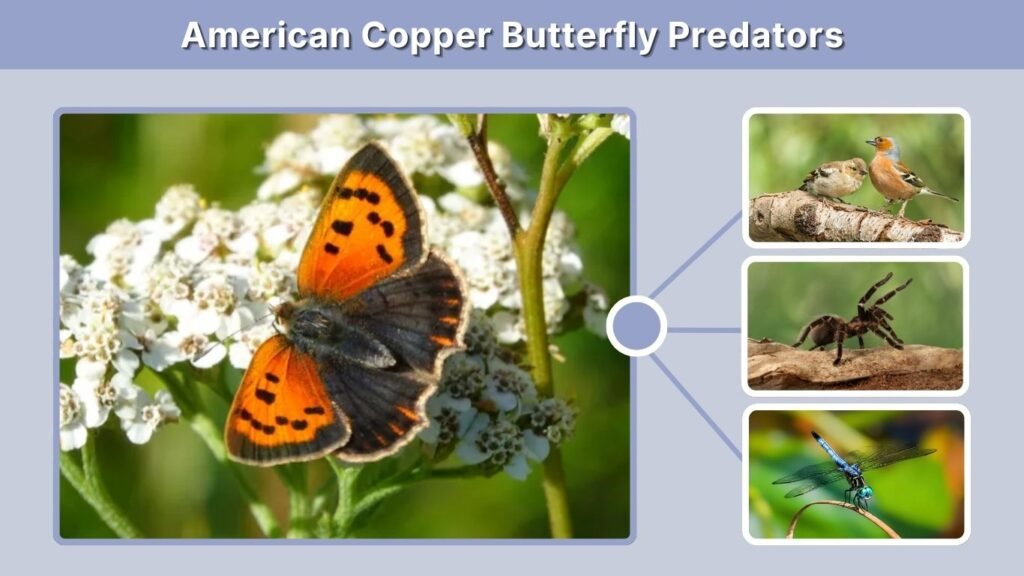 American Copper Butterfly Predators