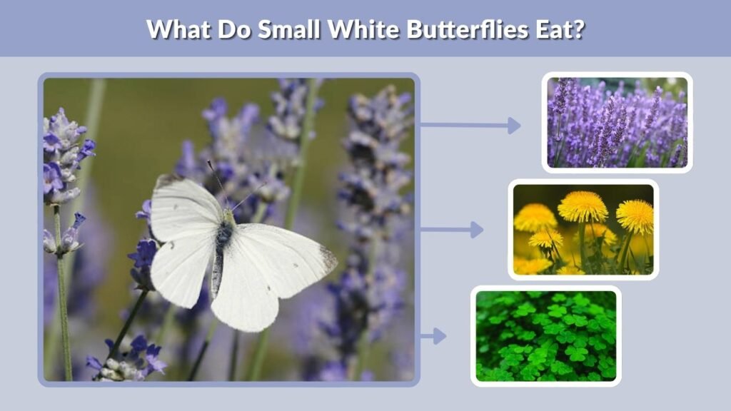 What Do Small White Butterflies Eat?