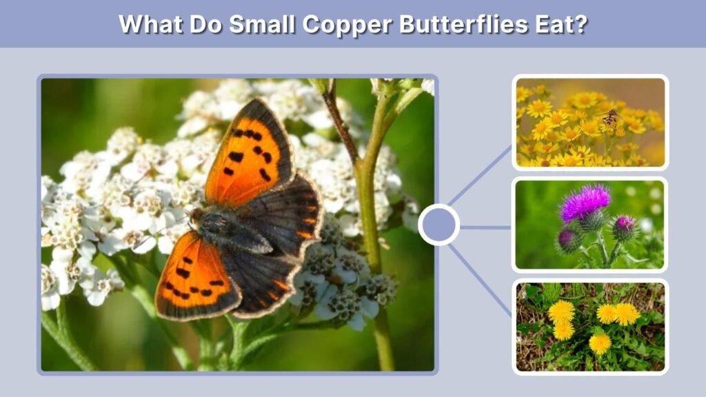 What Do Small Copper Butterflies Eat?