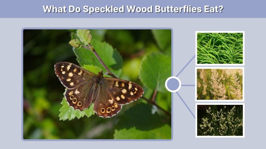 What Do Speckled Wood Butterflies Eat?