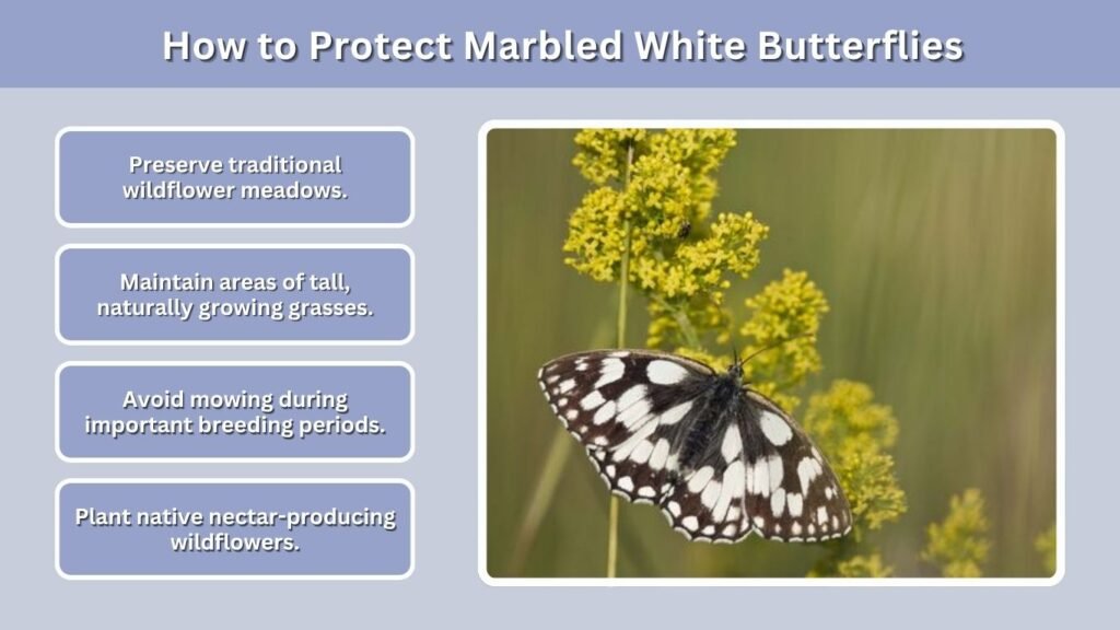 How to Protect Marbled White Butterflies