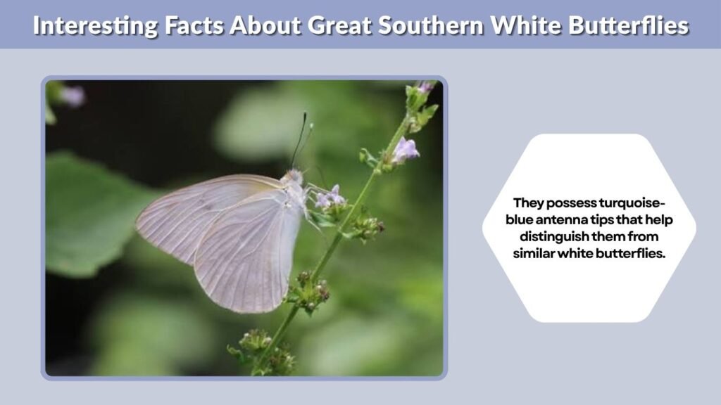Interesting Facts About Great Southern White Butterflies