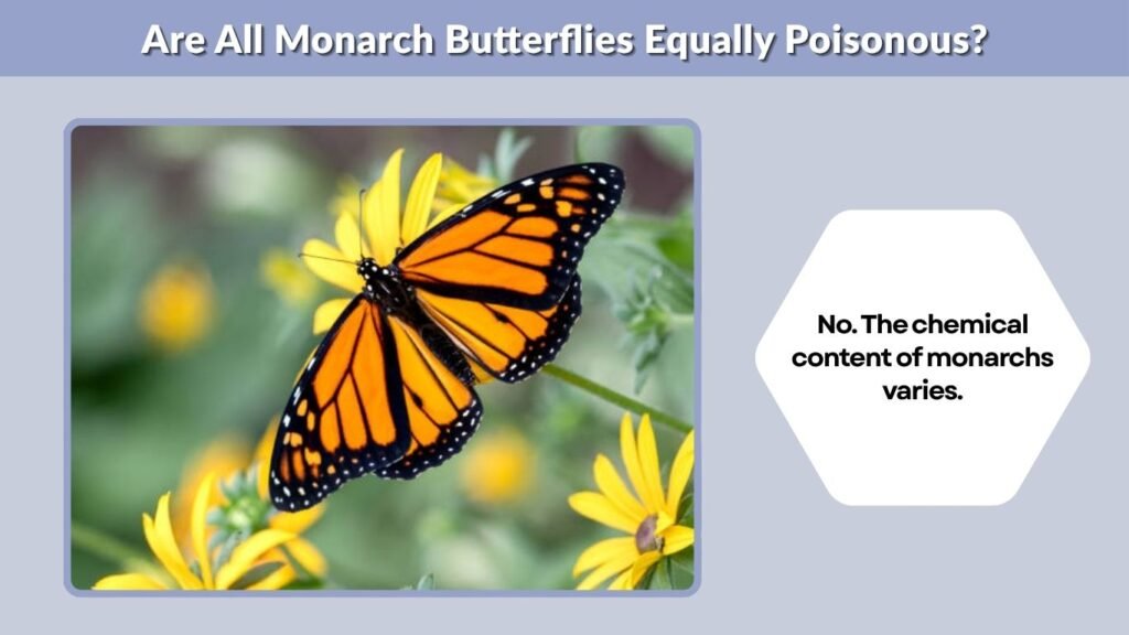 Are All Monarch Butterflies Equally Poisonous?