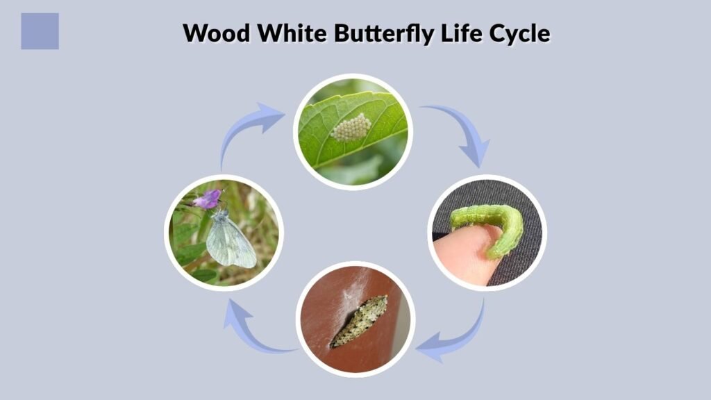 Wood White Butterfly Life Cycle