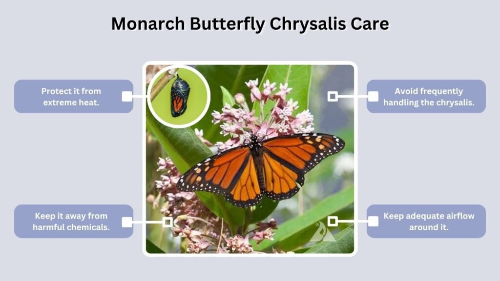 Monarch Butterfly Chrysalis Care