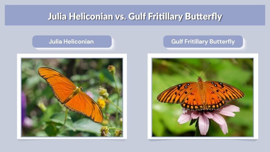 Julia Heliconian vs. Gulf Fritillary Butterfly