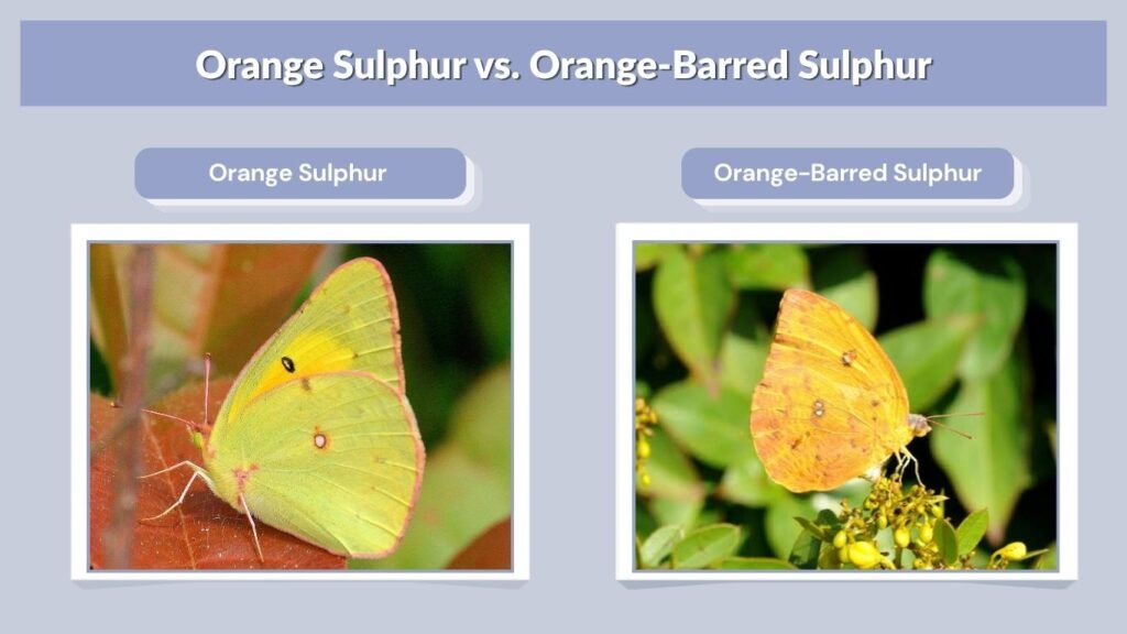 Orange Sulphur vs. Orange-Barred Sulphur