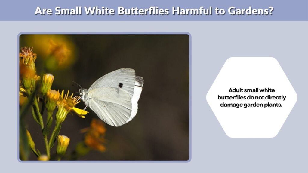 Are Small White Butterflies Harmful to Gardens?