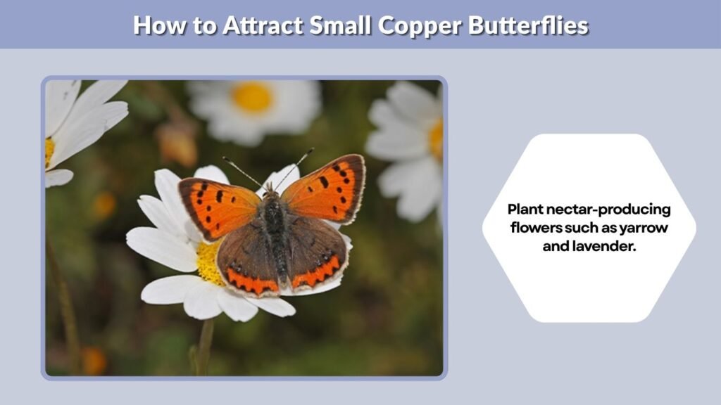 How to Attract Small Copper Butterflies