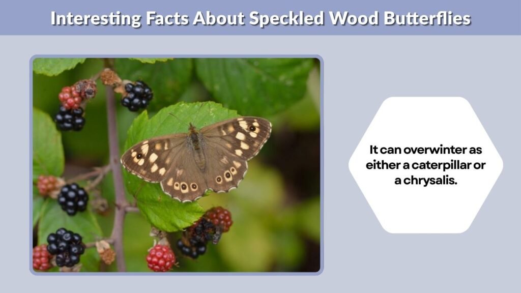 Interesting Facts About Speckled Wood Butterflies