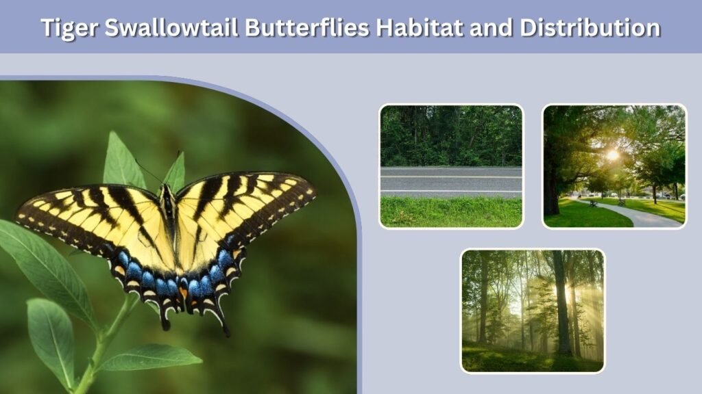 Tiger Swallowtail Butterflies Habitat and Distribution