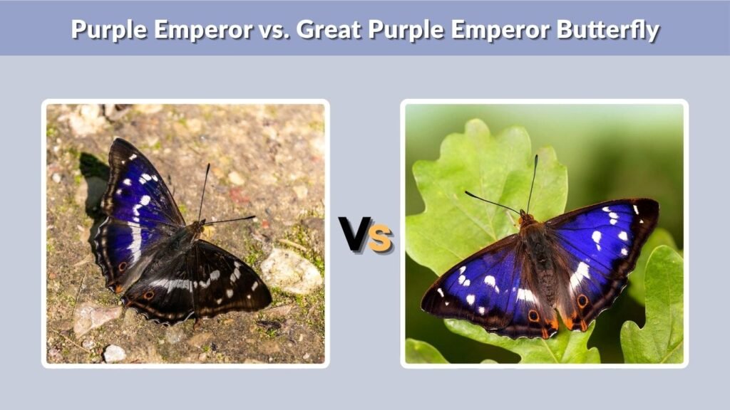 Purple Emperor vs. Great Purple Emperor Butterfly