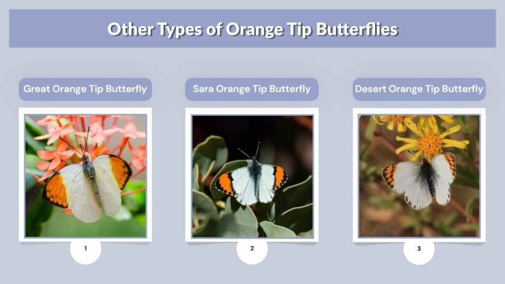 Other Types of Orange Tip Butterflies