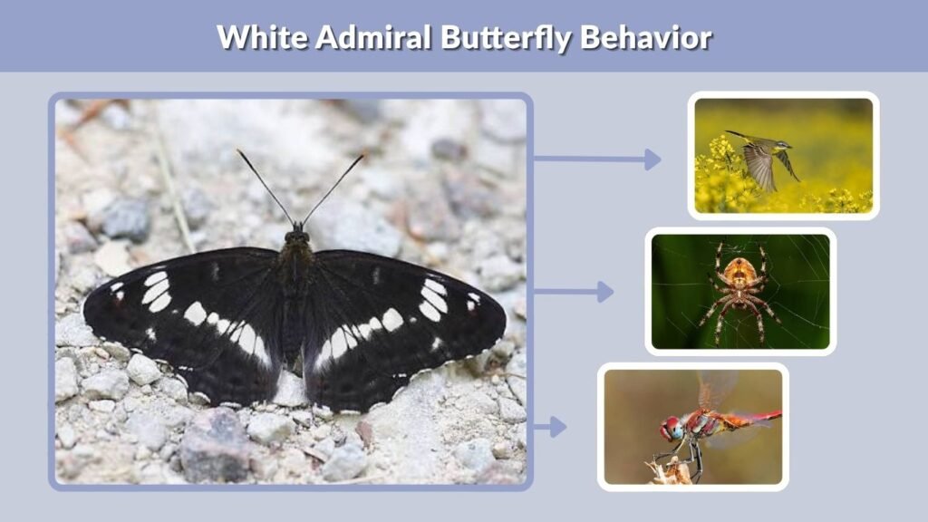 White Admiral Butterfly Behavior