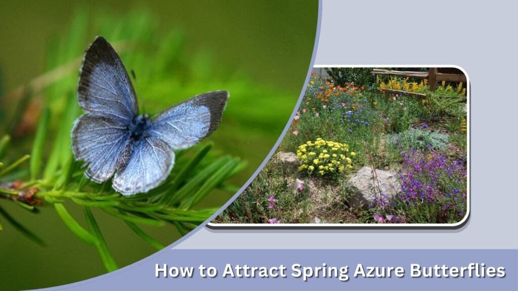 How to Attract Spring Azure Butterflies