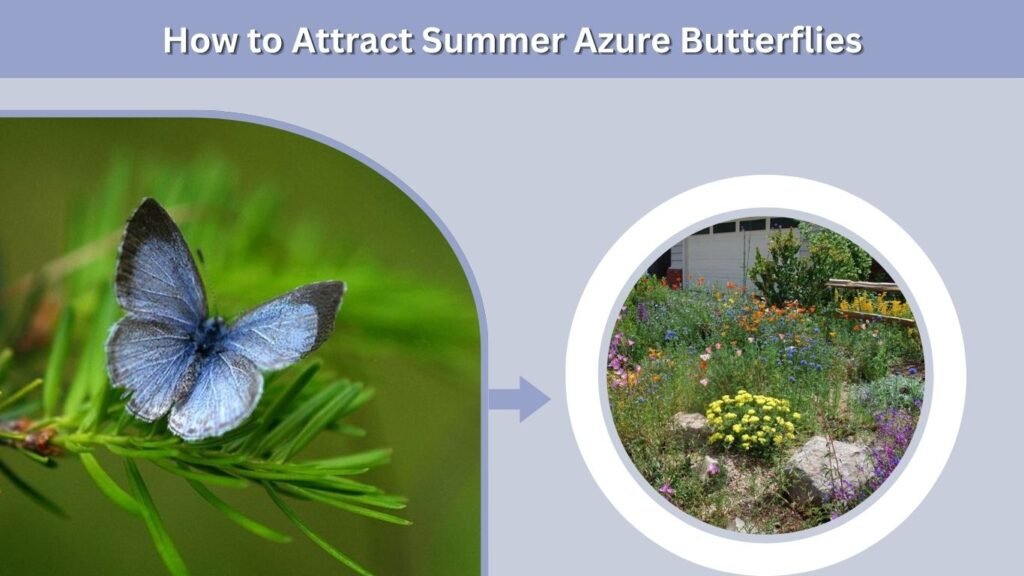 How to Attract Summer Azure Butterflies