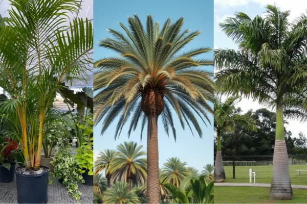10 Types of Palm Trees in Florida (ID With Picture)
