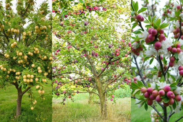 14 Types of Plum Trees Identification & Growing Tips