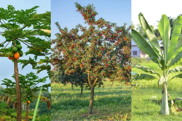 35 Types of Fruit Trees Names Every Gardener Should Know