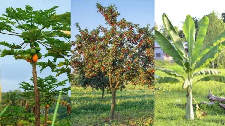 35 Types of Fruit Trees Names Every Gardener Should Know