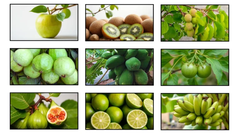 38 Green Fruits Identification with names and Pictures