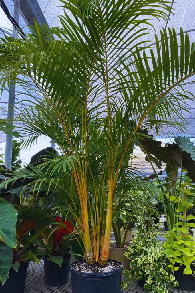 Areca Palm Tree