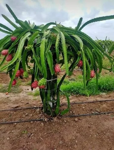 Dragon Fruit Tree (Pitaya)